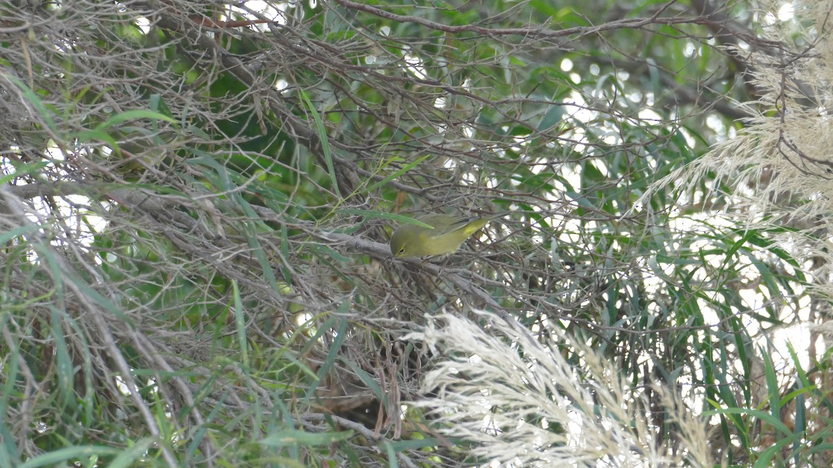 Orange-crowned Warbler - ML642362357
