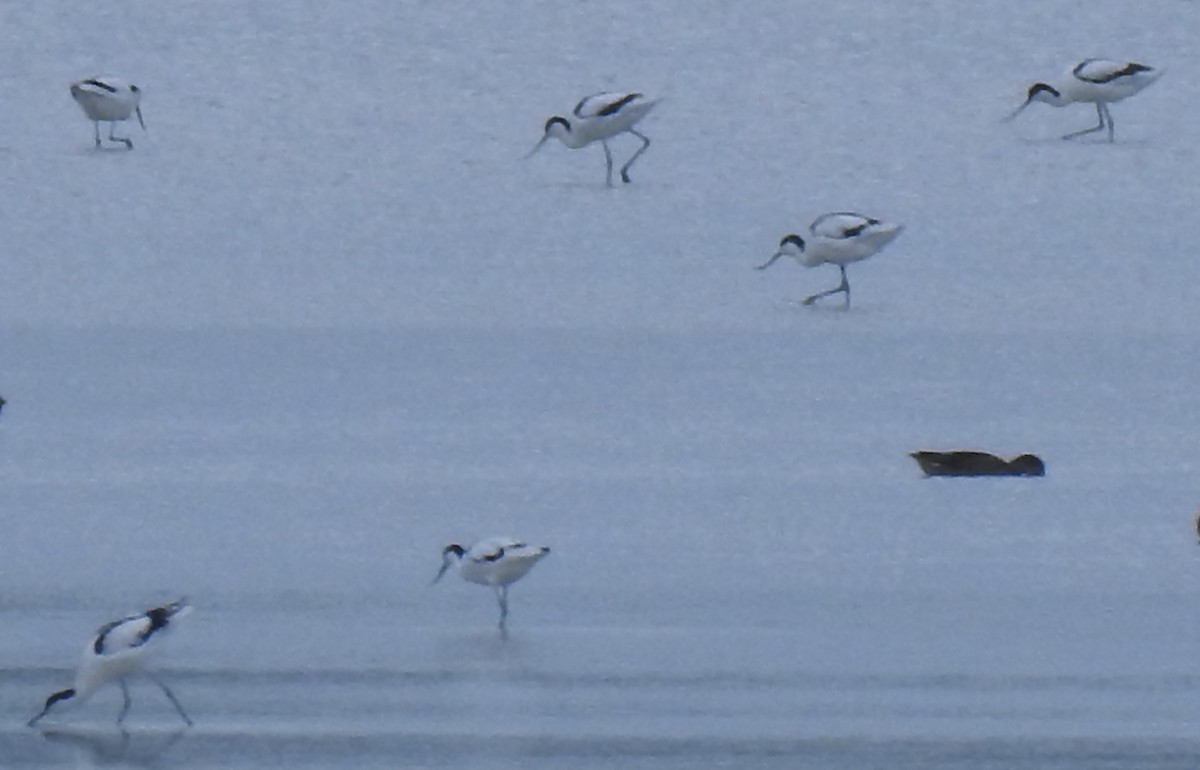 Pied Avocet - ML642362363