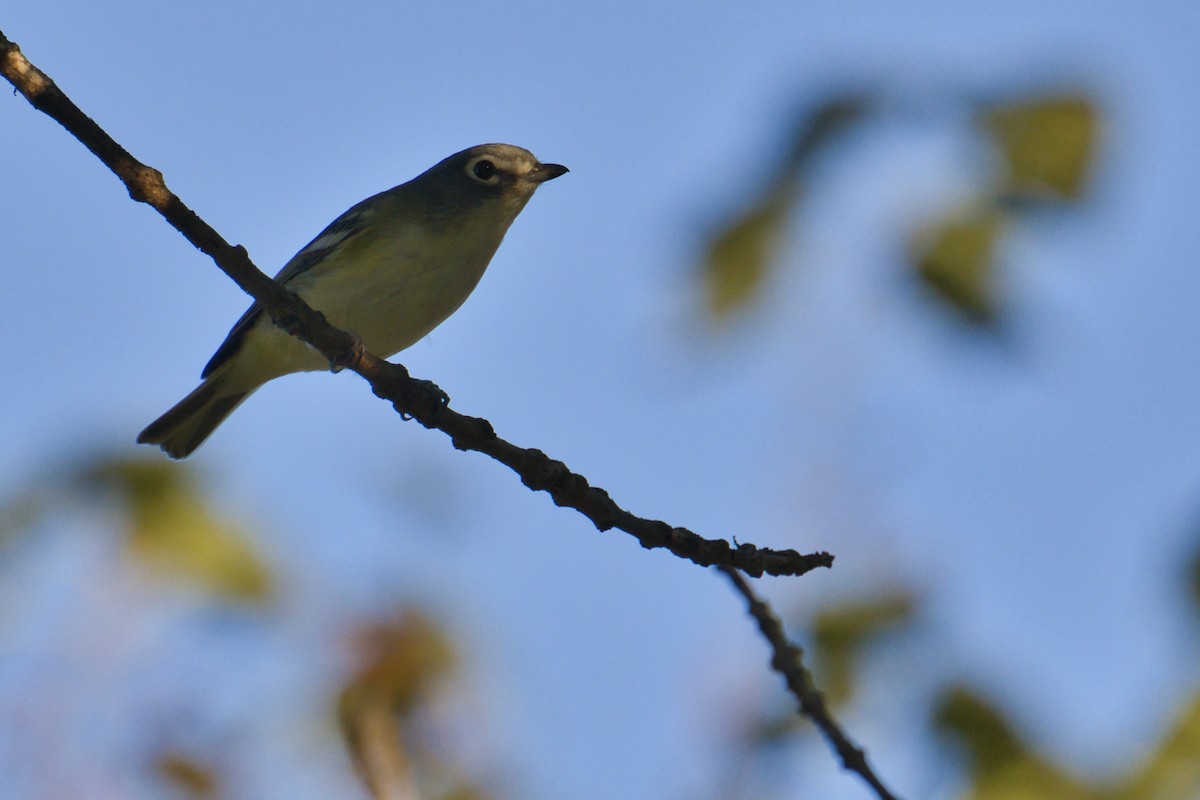 Blue-headed Vireo - ML642362365