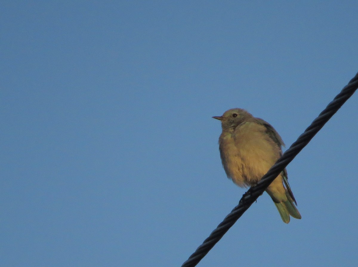 Mountain Bluebird - ML642362379