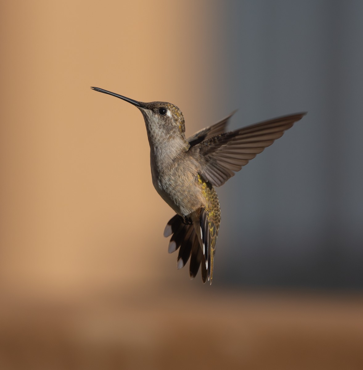Black-chinned Hummingbird - ML642362380
