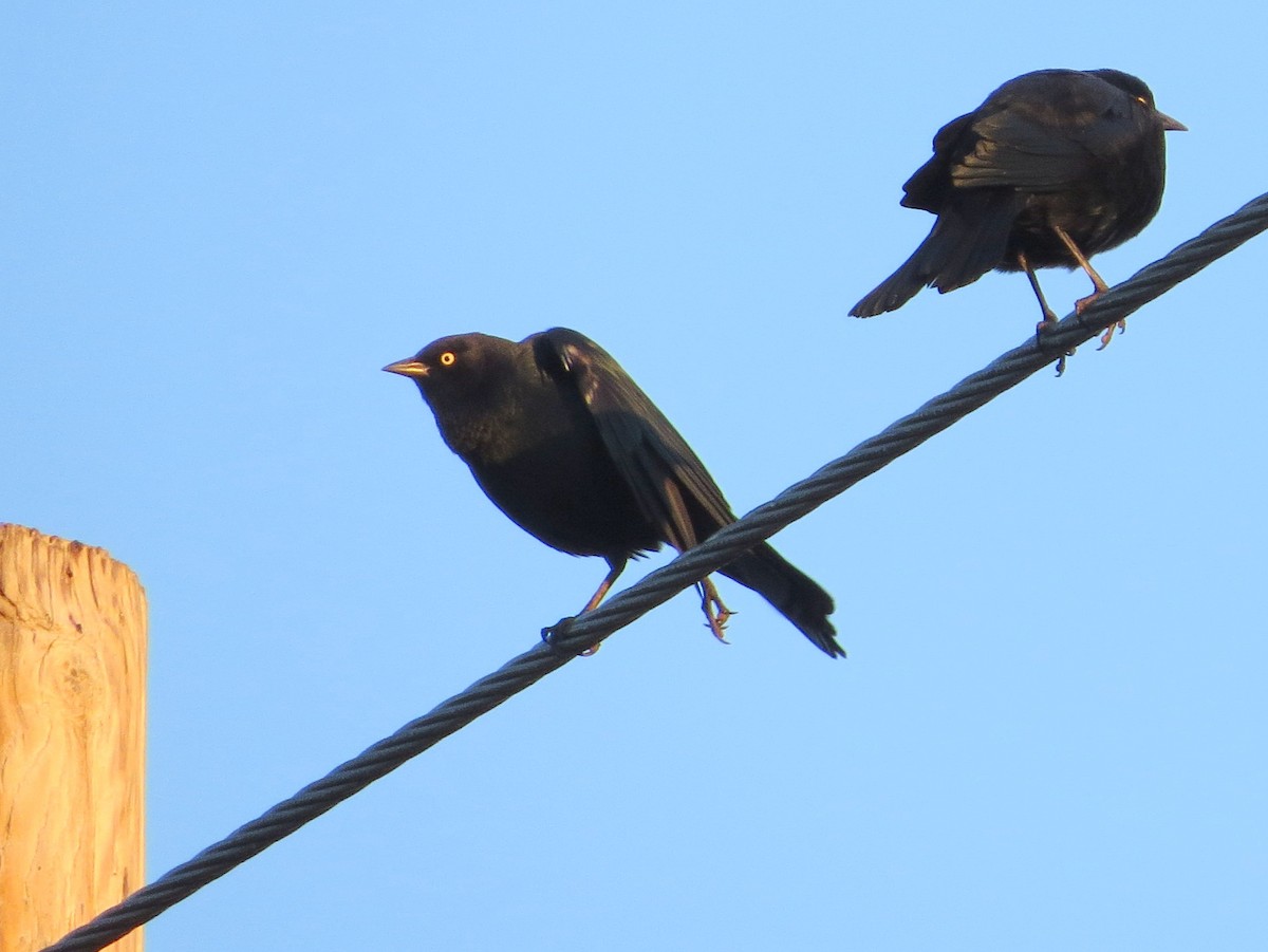 Brewer's Blackbird - ML642362391