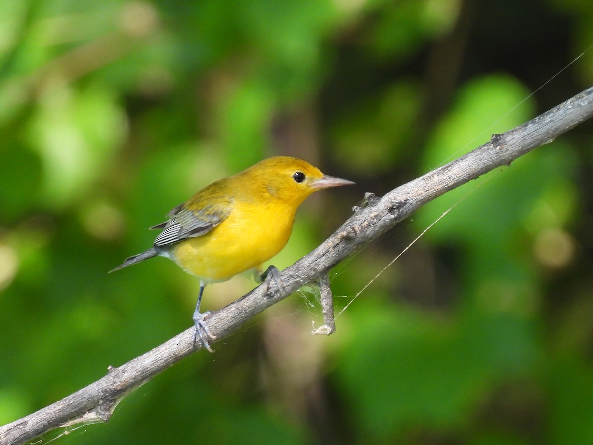 Prothonotary Warbler - ML642362392