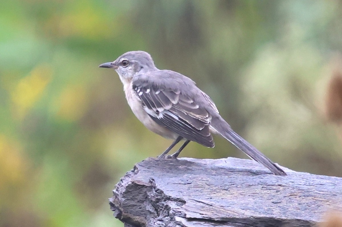 Northern Mockingbird - ML642362394