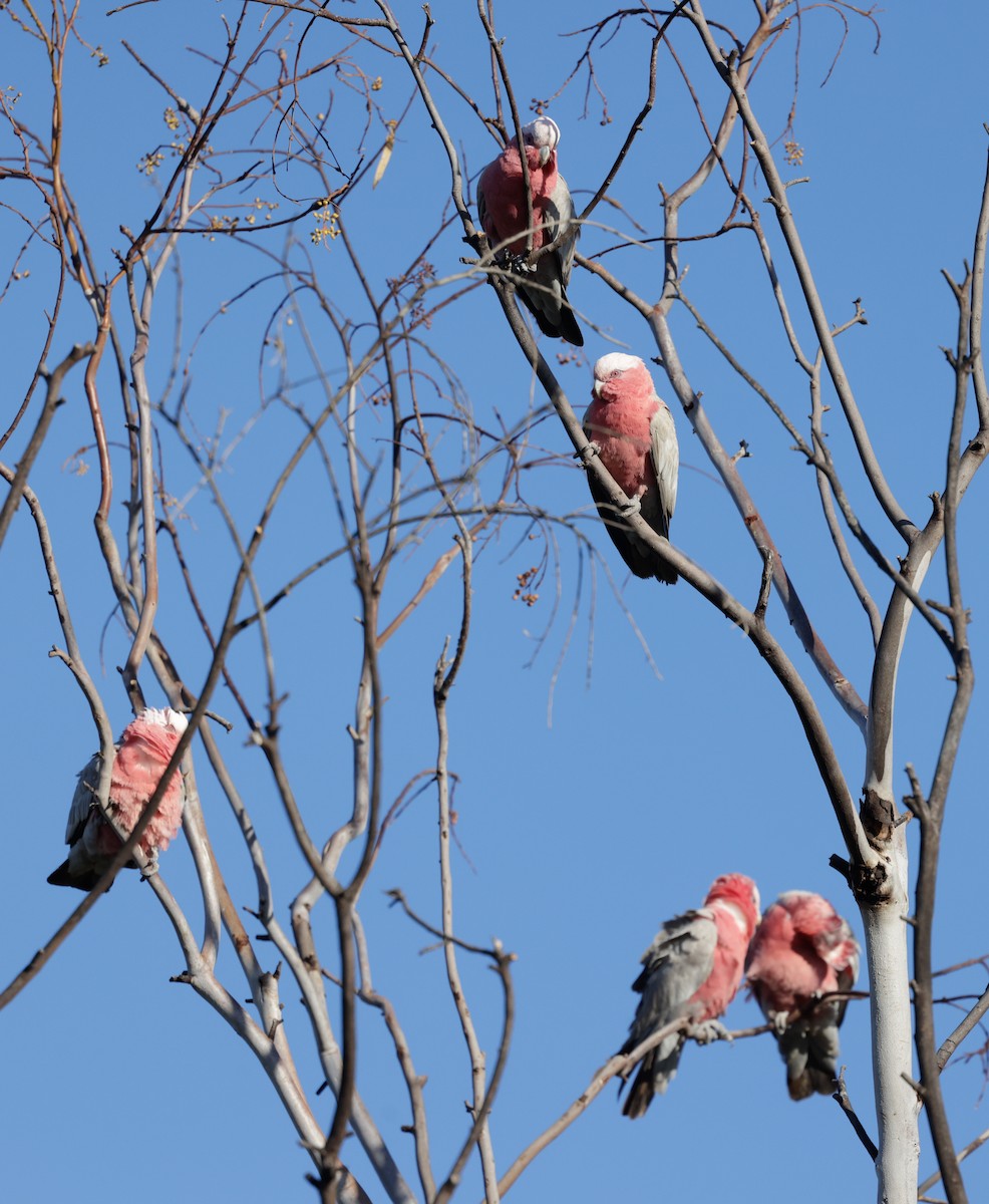 Galah - ML642362395