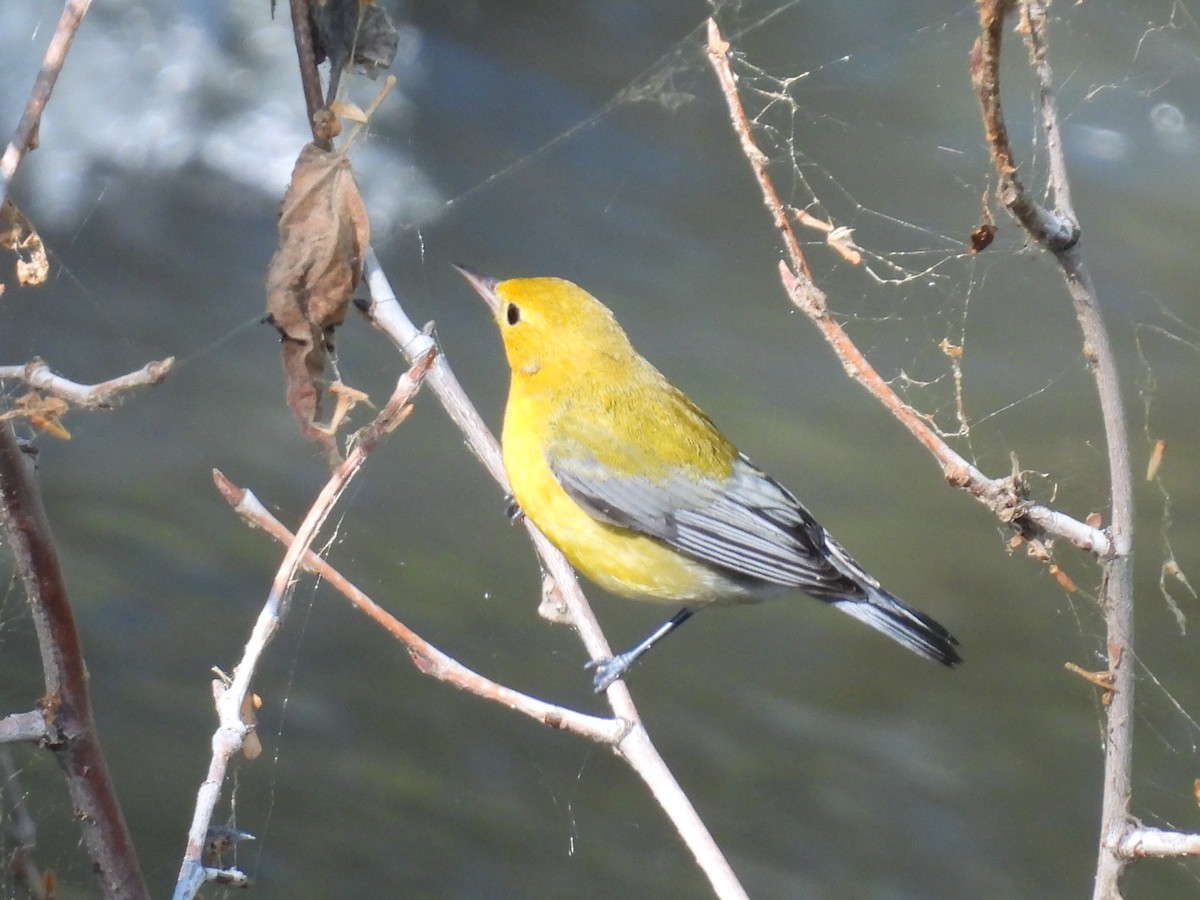 Prothonotary Warbler - ML642362396