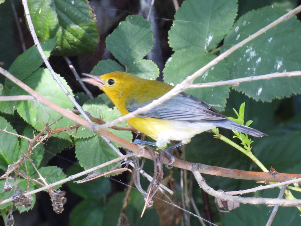 Prothonotary Warbler - ML642362397