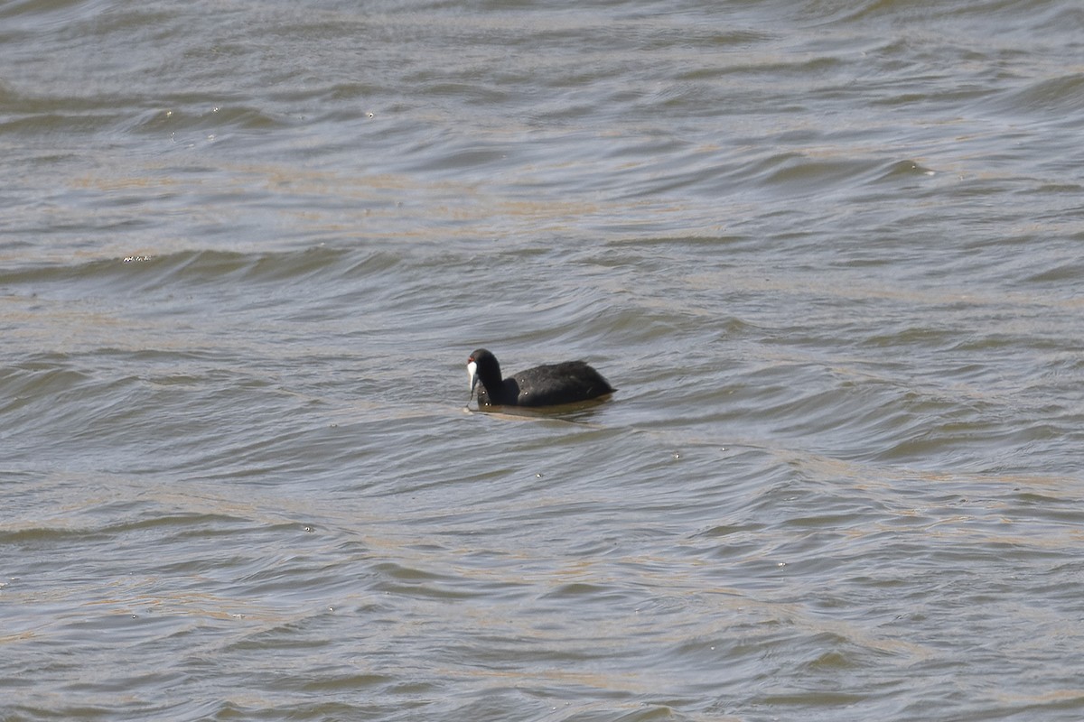 Red-knobbed Coot - ML642362398