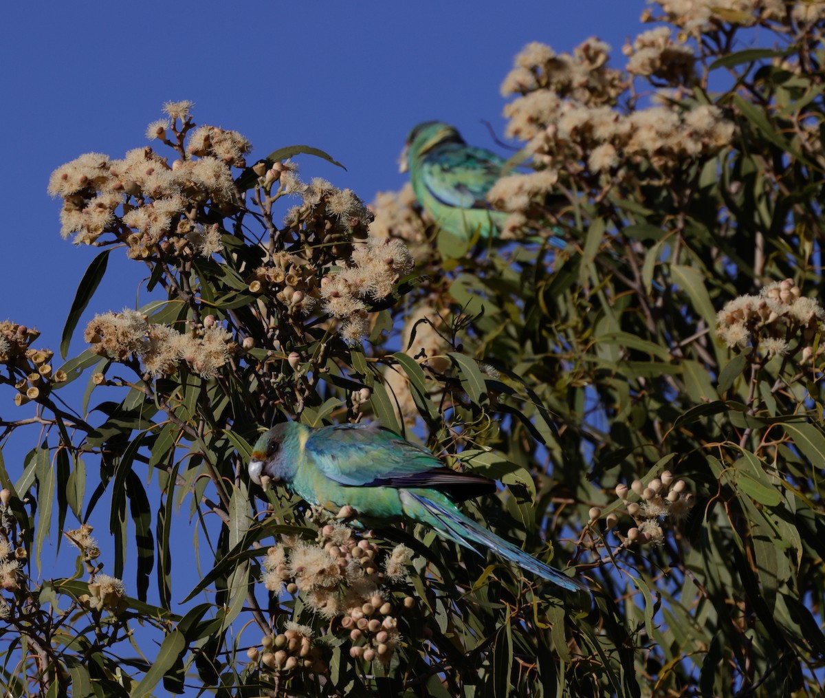 Australian Ringneck - ML642362400