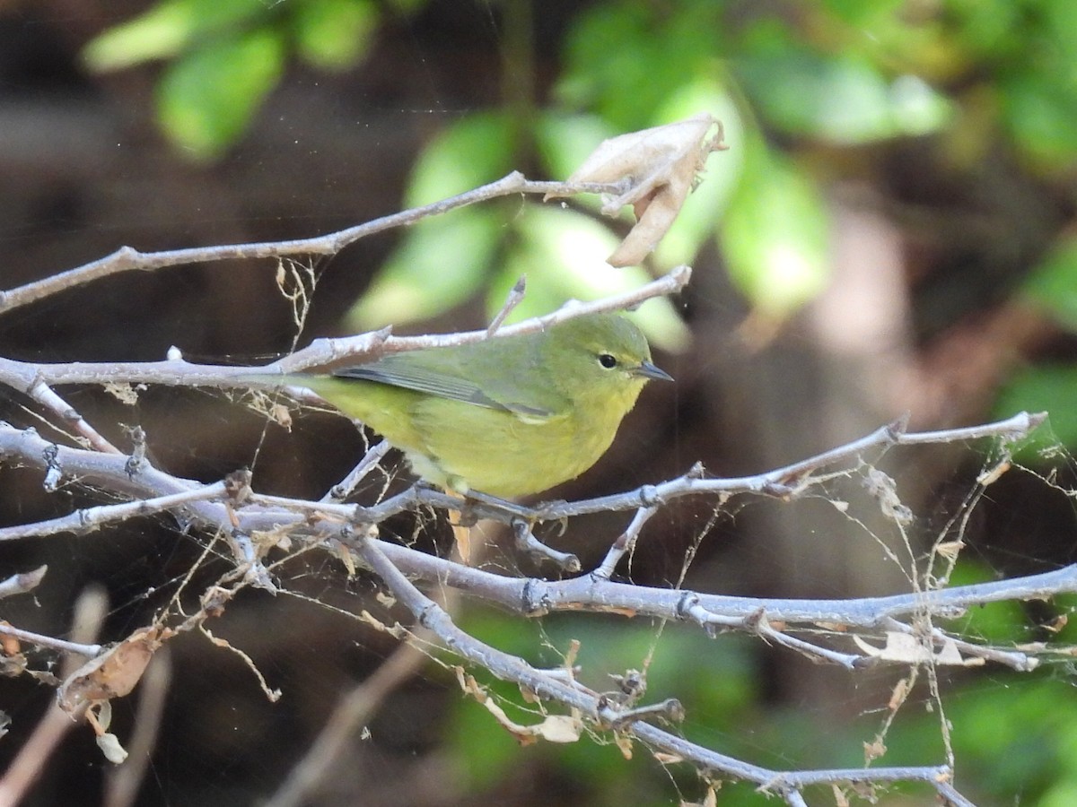 Orange-crowned Warbler - ML642362401