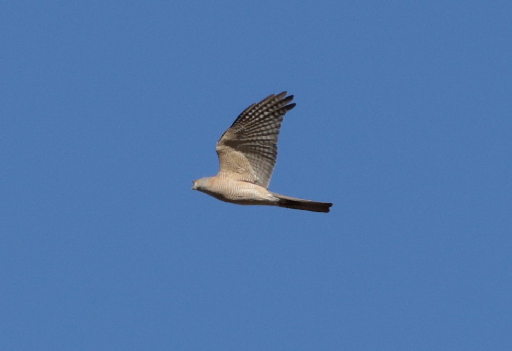 Collared Sparrowhawk - ML642362404