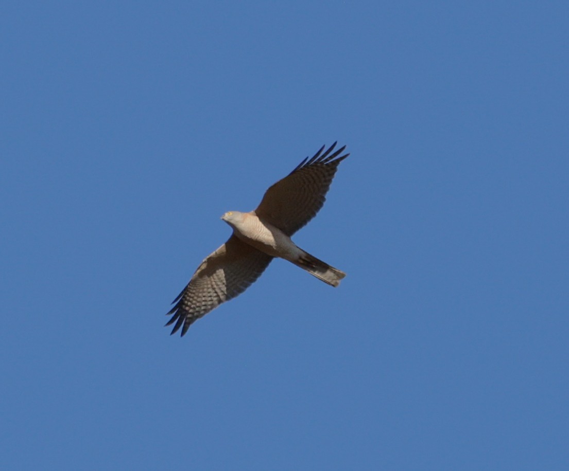 Collared Sparrowhawk - ML642362405