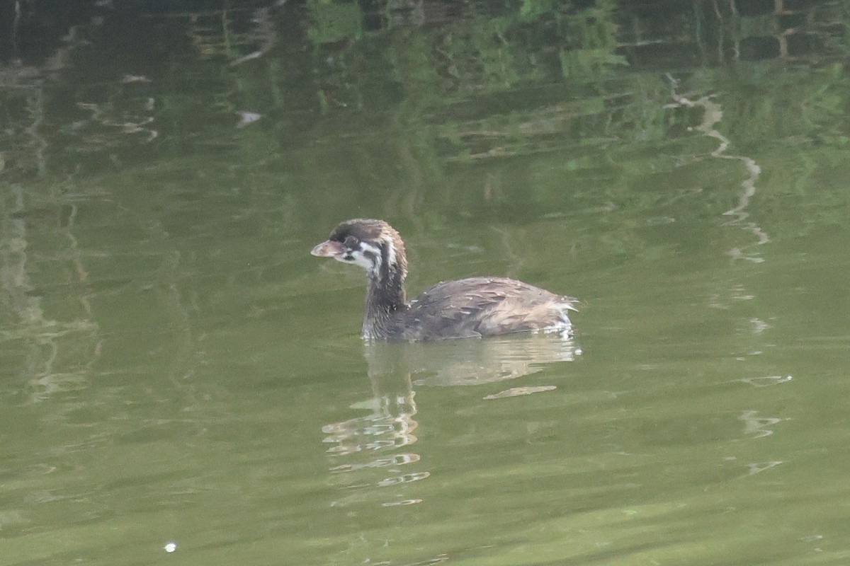 Pied-billed Grebe - ML642362407