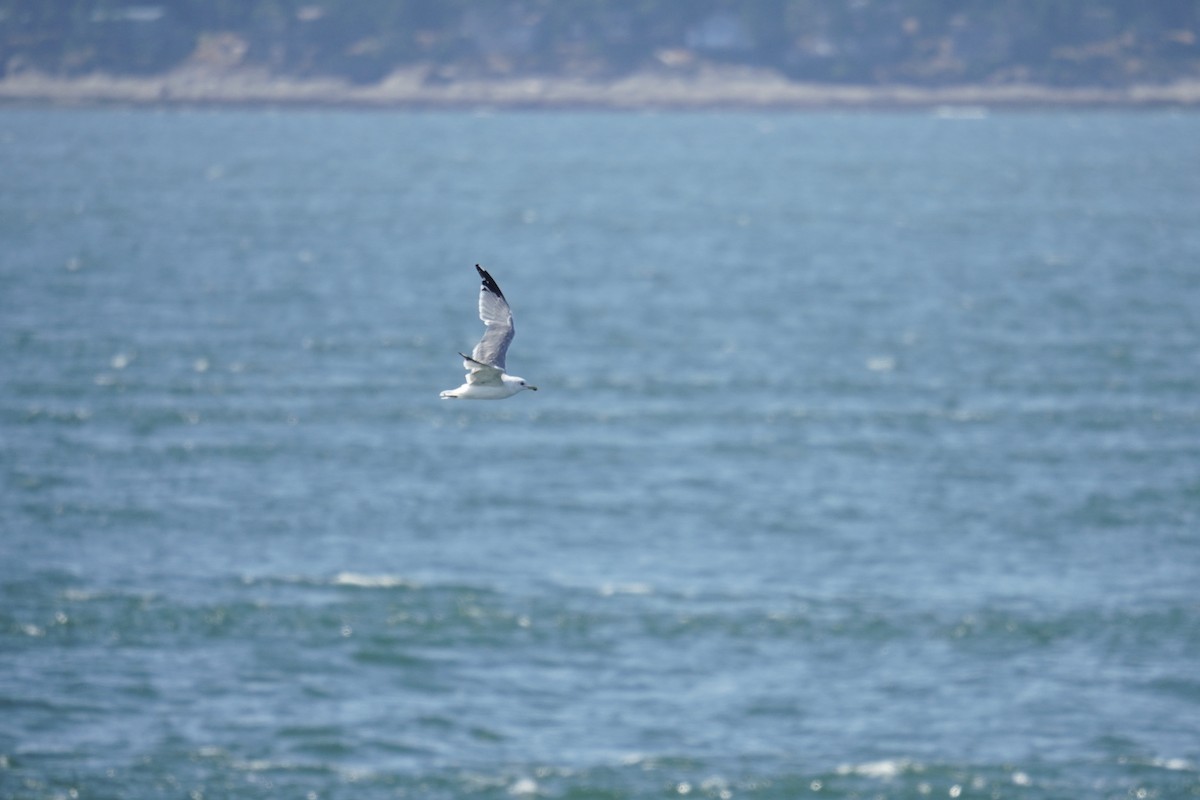 California Gull - ML642362409