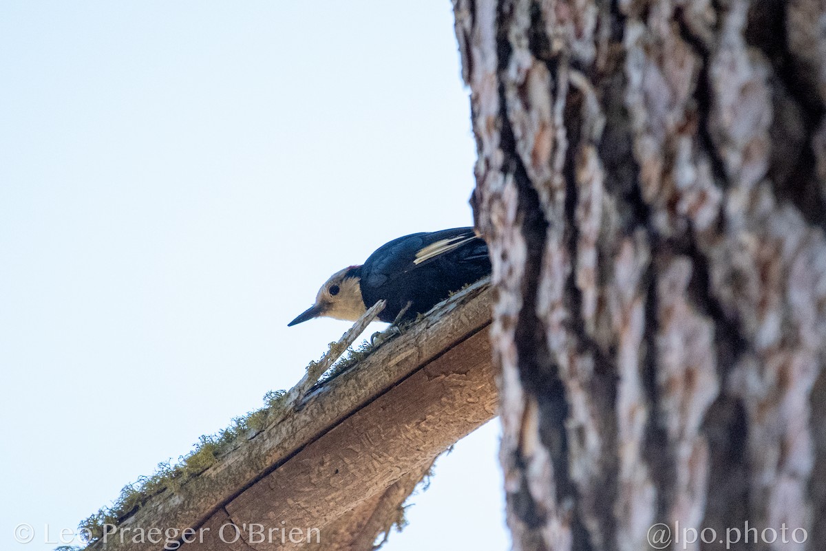 White-headed Woodpecker - ML642362411
