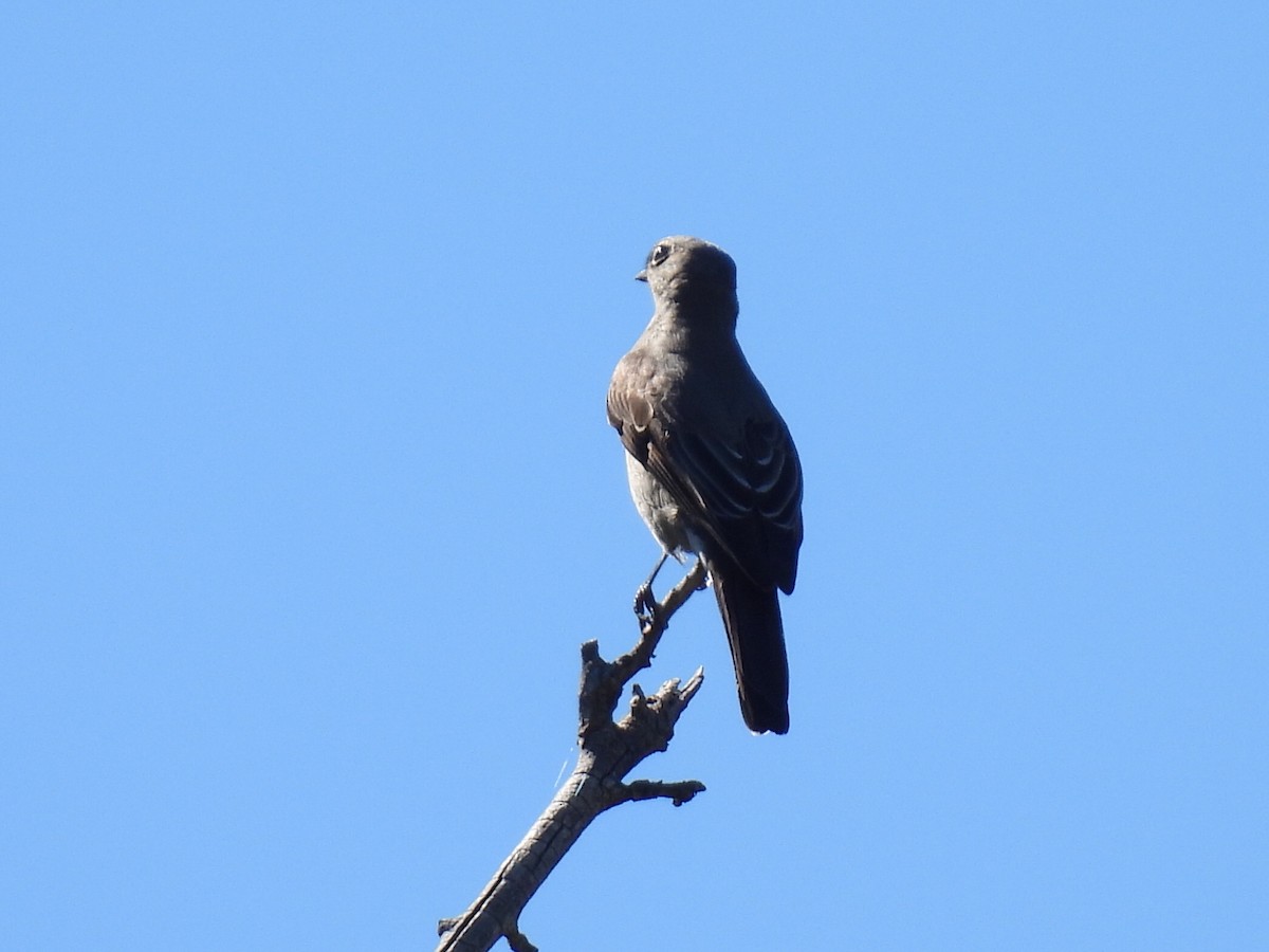 Townsend's Solitaire - ML642362412