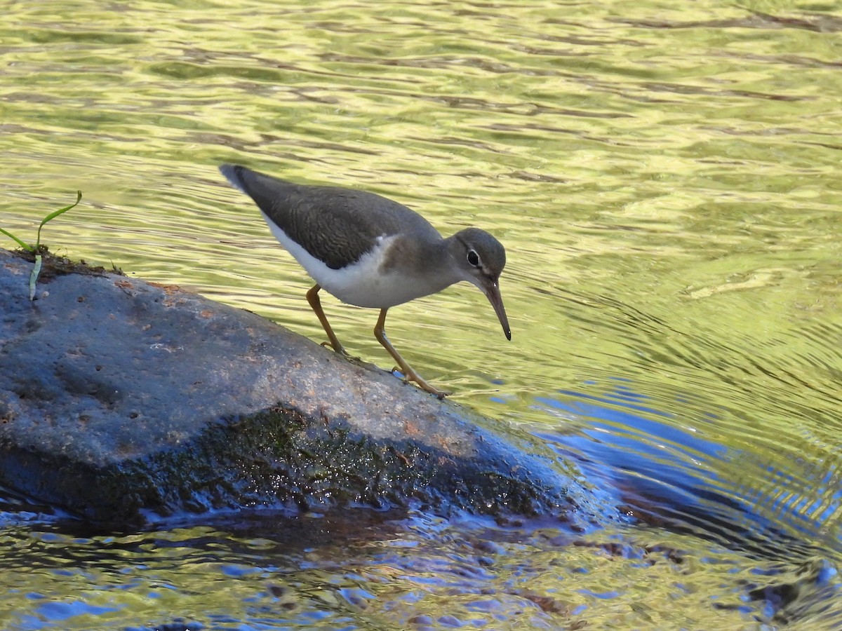 Spotted Sandpiper - ML642362414