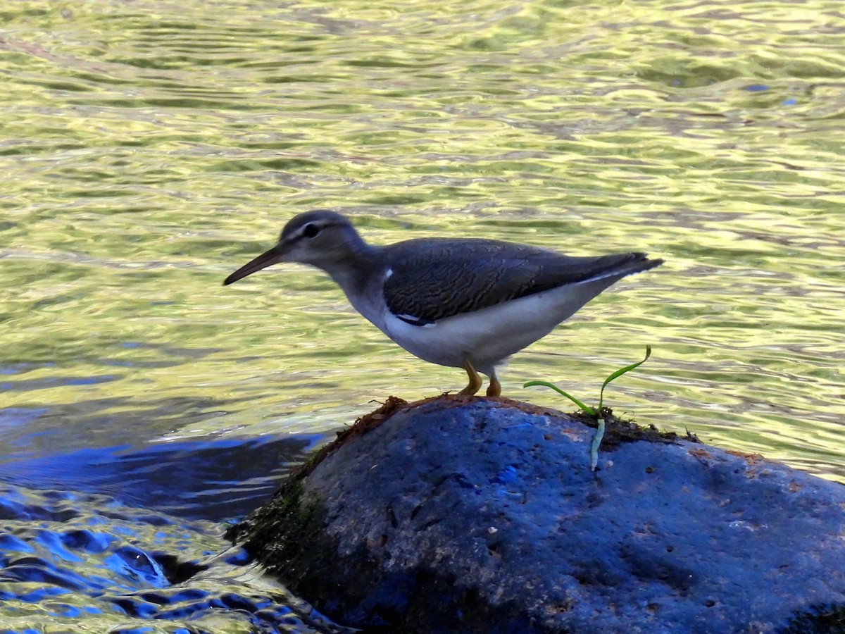 Spotted Sandpiper - ML642362416