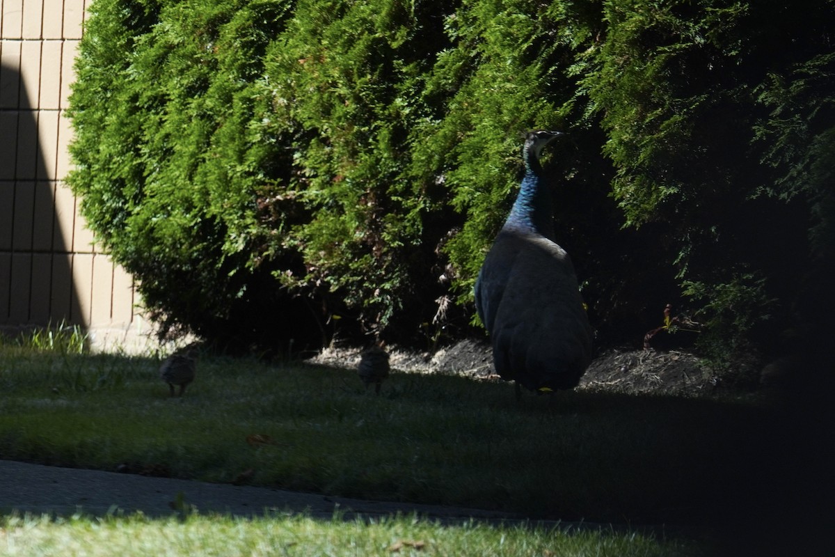Indian Peafowl - ML642362419