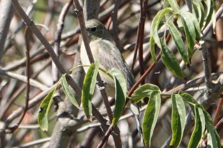 Painted Bunting - ML642362458