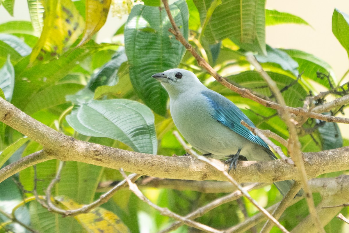 ソライロフウキンチョウ - ML642362477