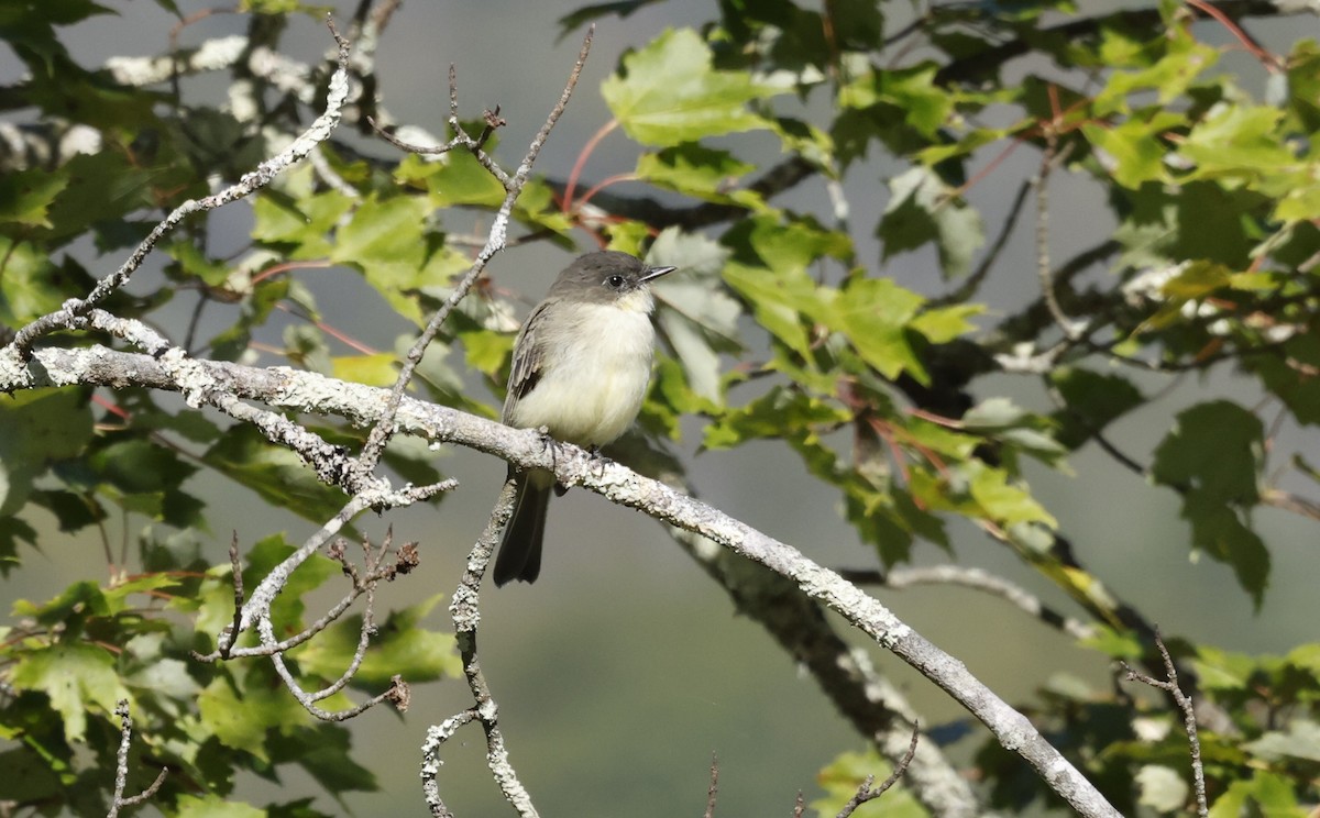 Eastern Phoebe - ML642362486