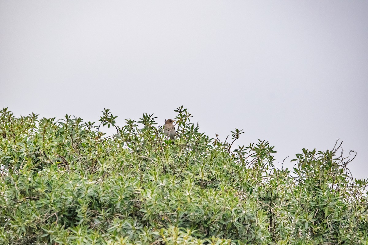 Creamy-bellied Thrush - ML642362495