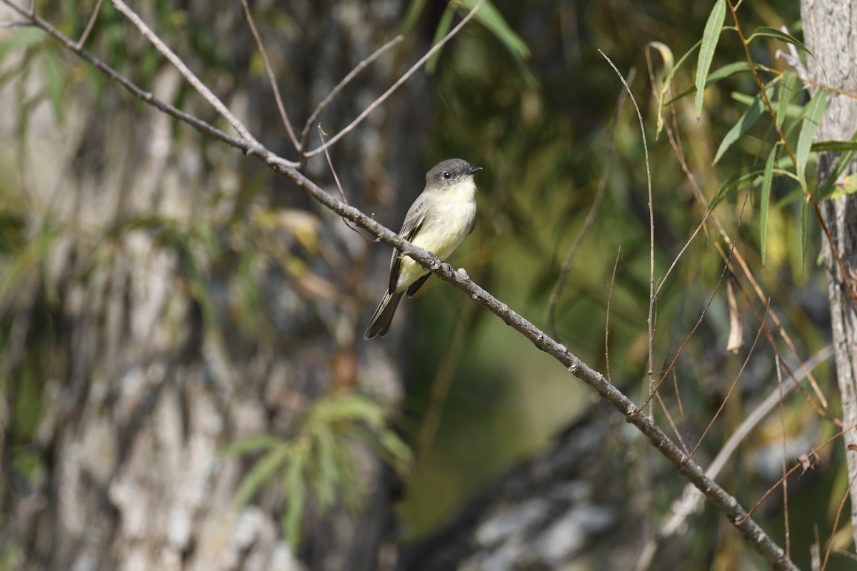 Eastern Phoebe - ML642362520