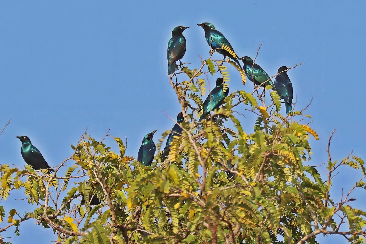 Greater Blue-eared Starling - ML642362521
