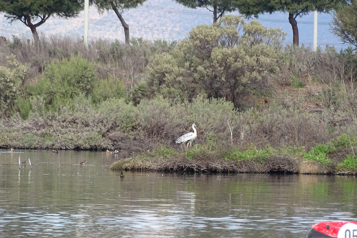 Black-headed Duck - ML642362522
