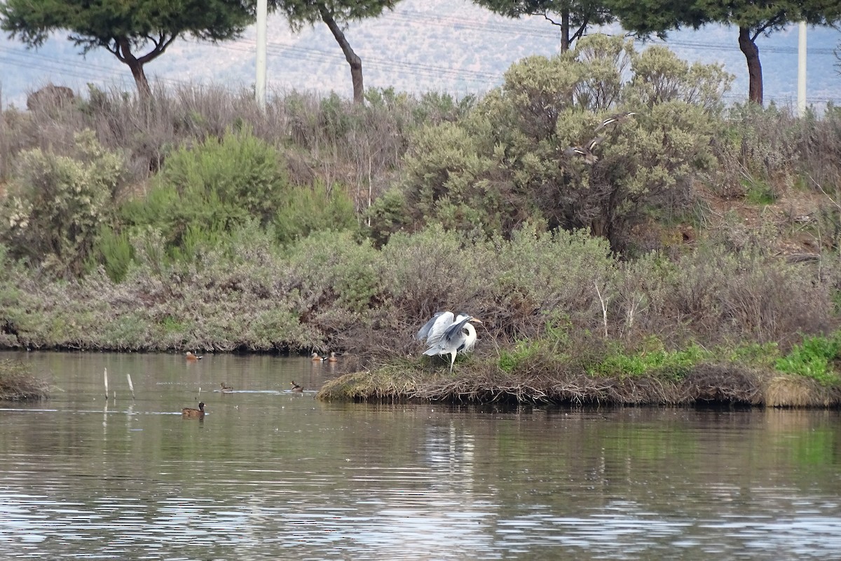 Black-headed Duck - ML642362523