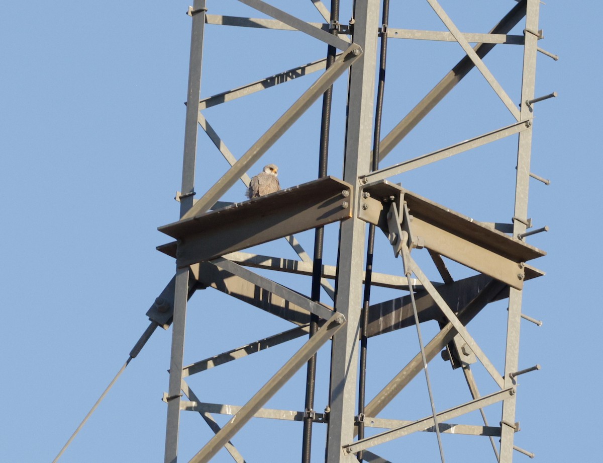 Gray Falcon - ML642362536