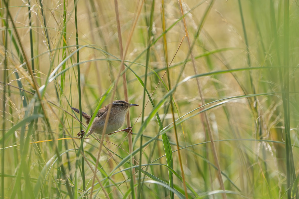 Marsh Wren - ML642362564