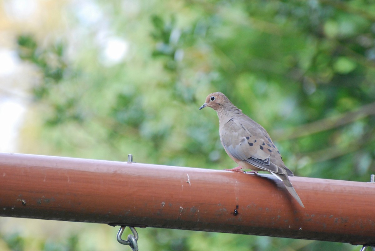 Mourning Dove - ML642362566