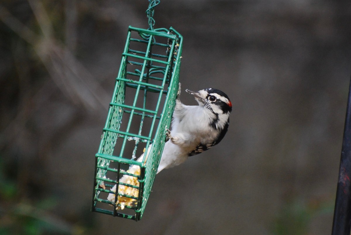 Downy Woodpecker - ML642362574