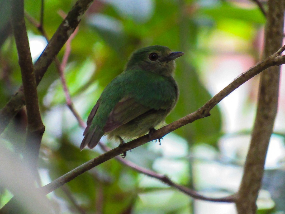 Blue-capped Manakin - ML642362583