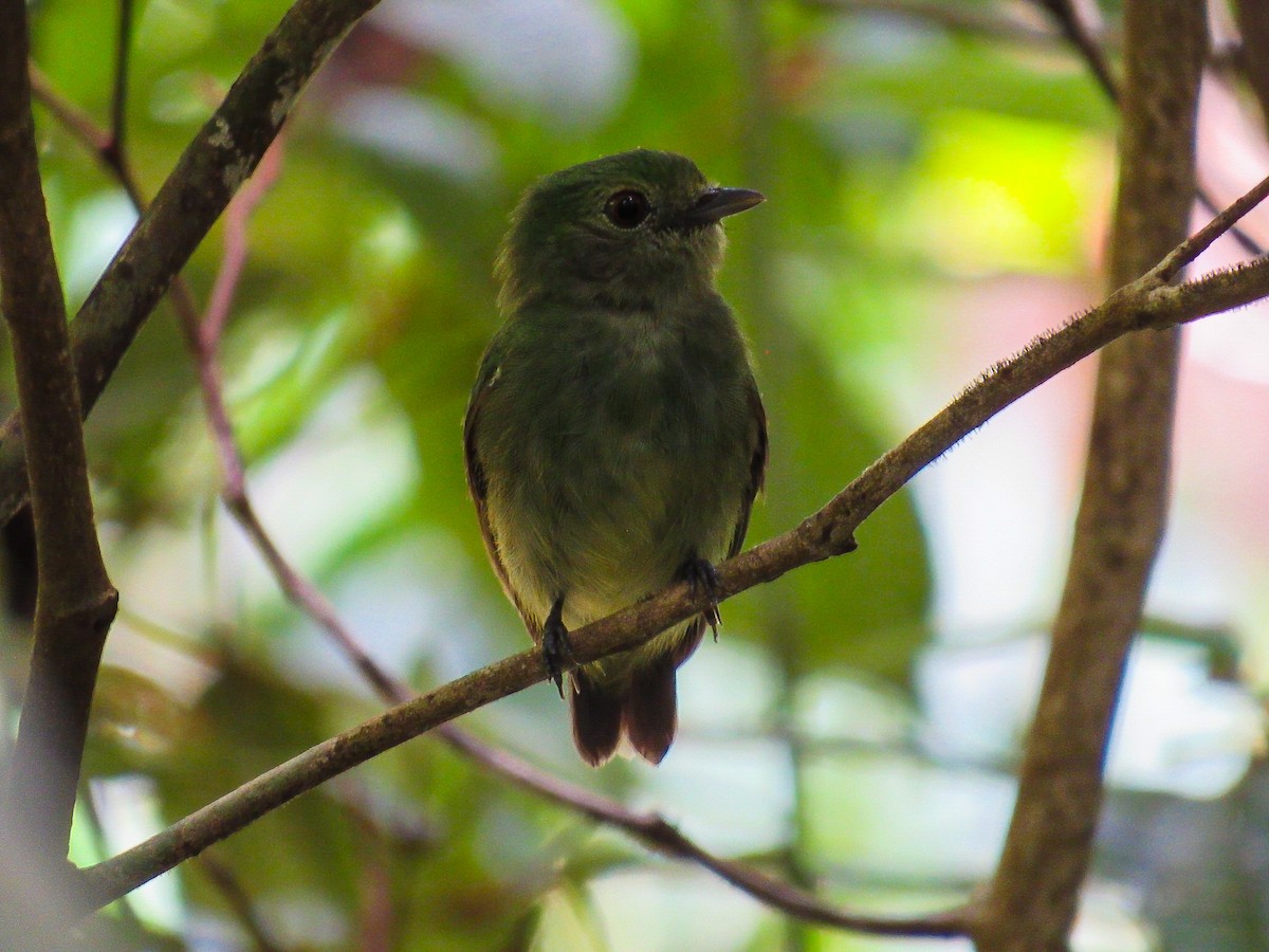 Blue-capped Manakin - ML642362584
