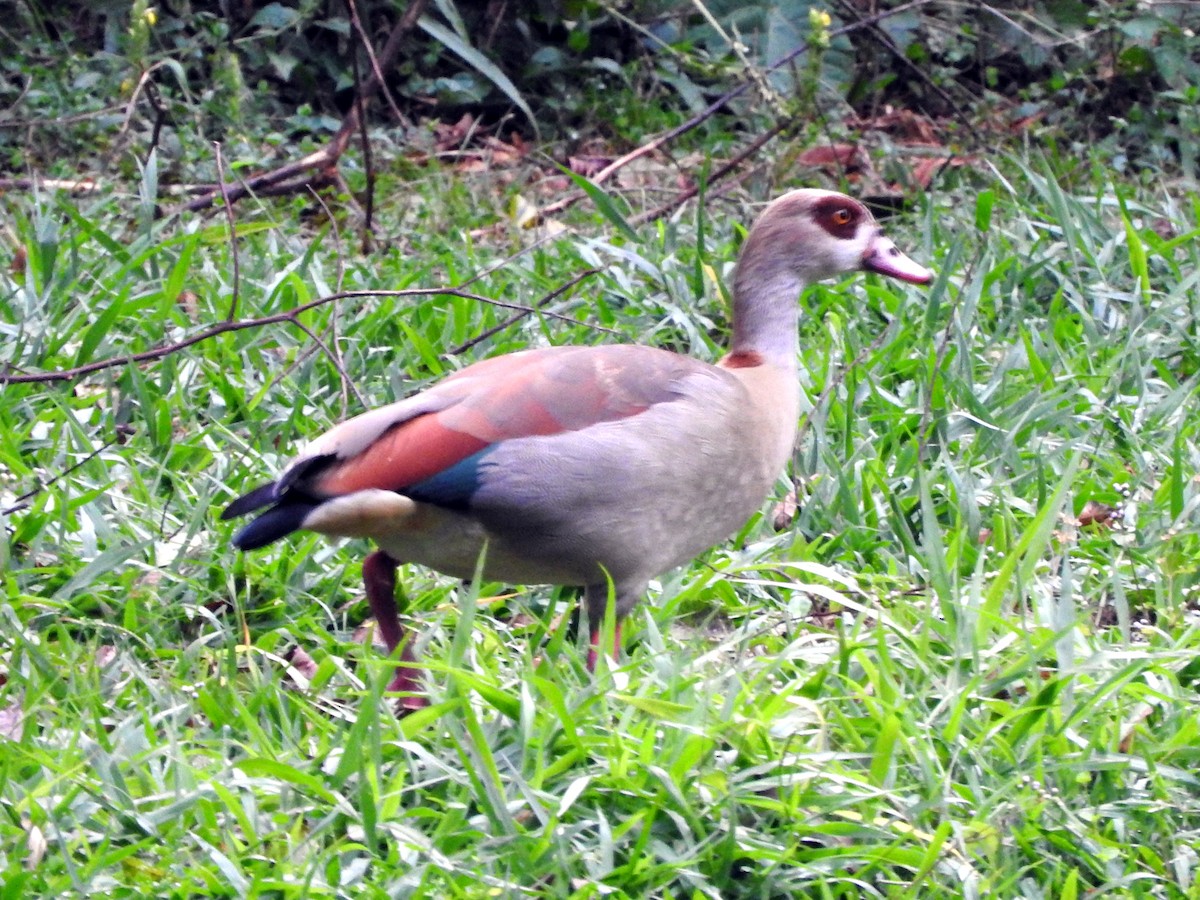 Egyptian Goose - ML642362589