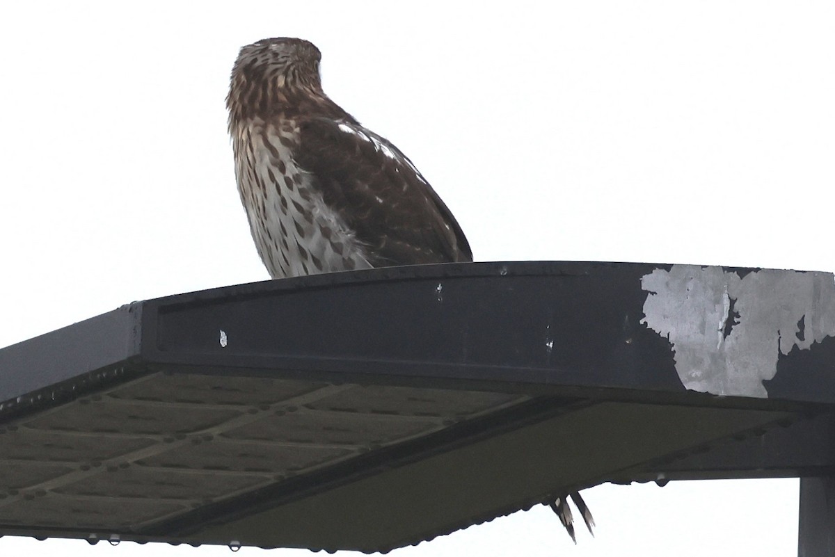 Cooper's Hawk - ML642362590