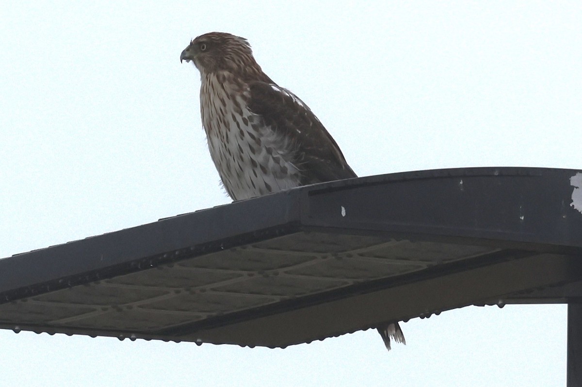 Cooper's Hawk - ML642362591