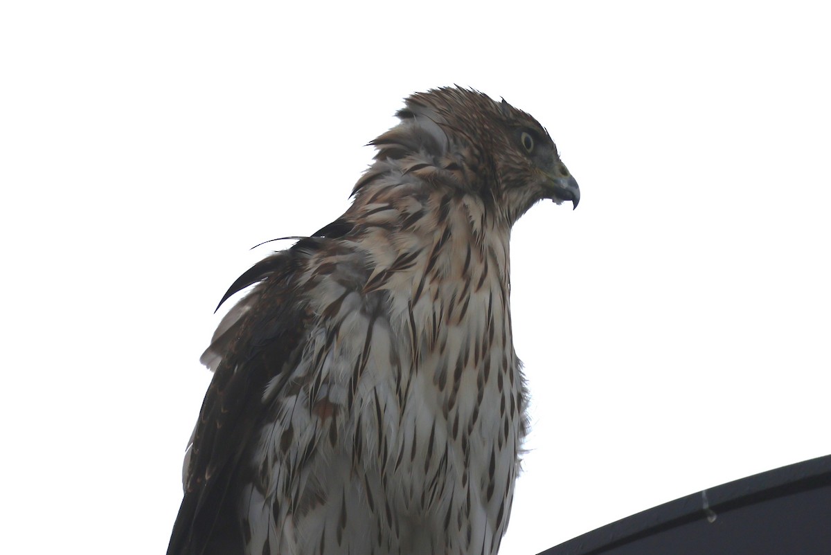 Cooper's Hawk - ML642362592