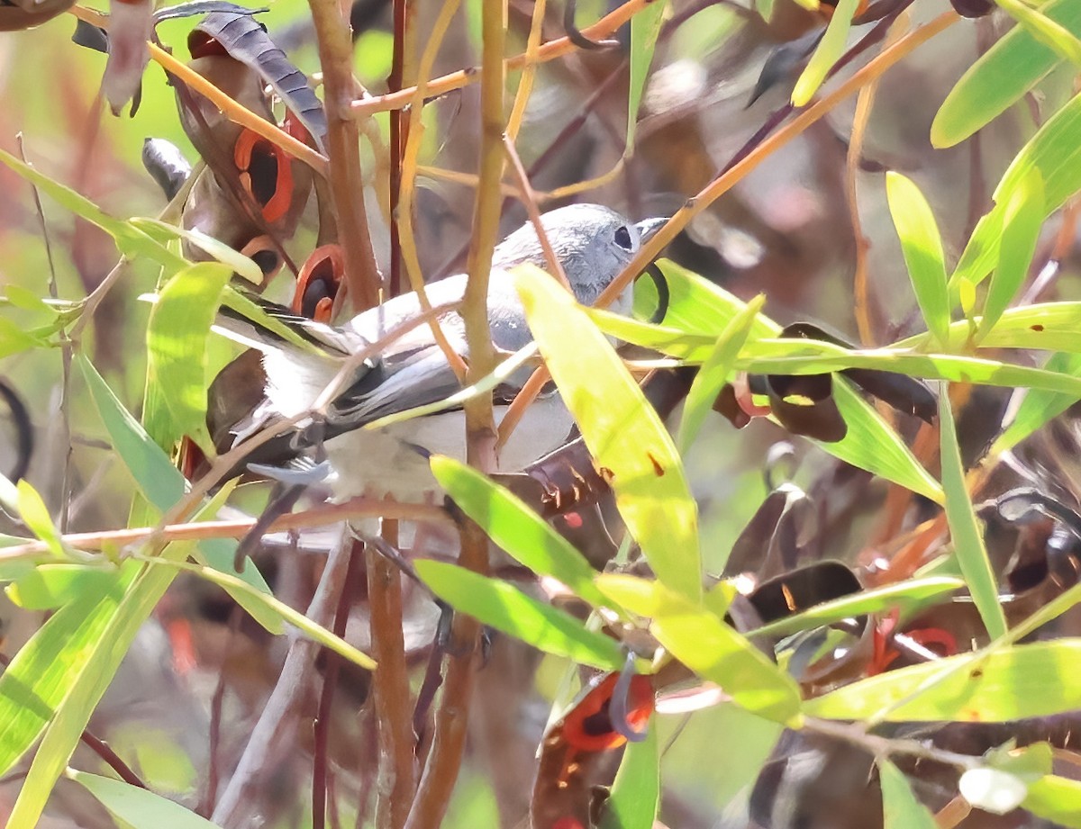 Blue-gray Gnatcatcher - ML642362594