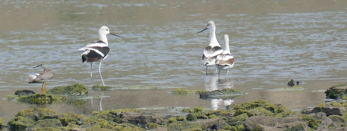 American Avocet - ML642362606
