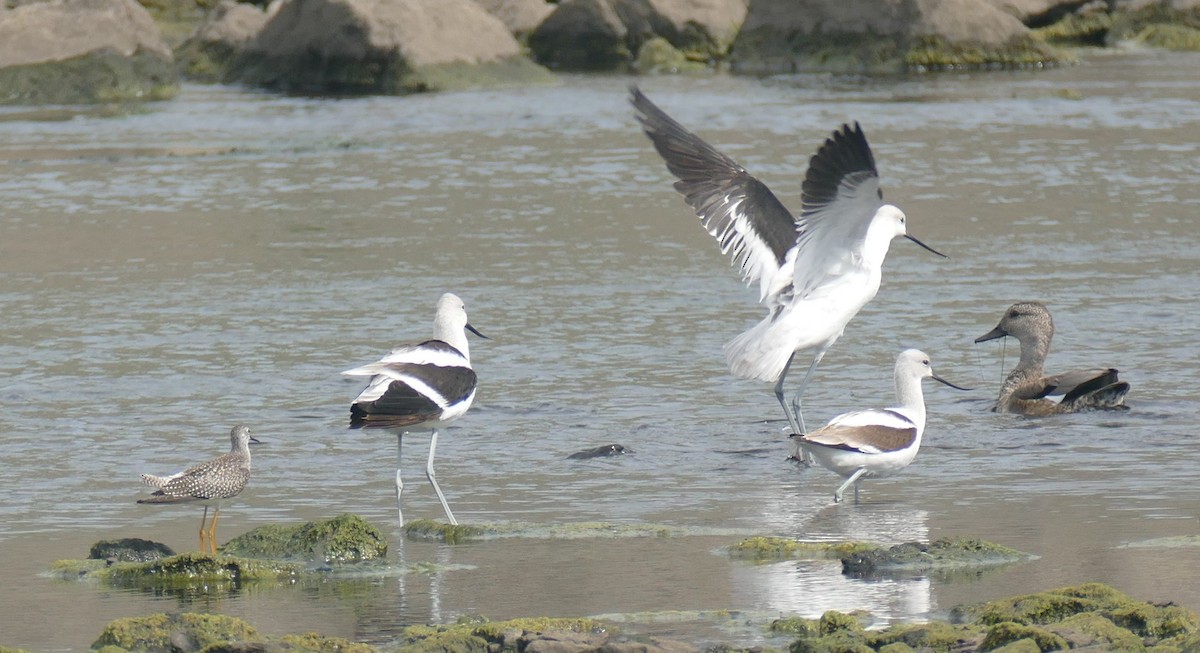American Avocet - ML642362607