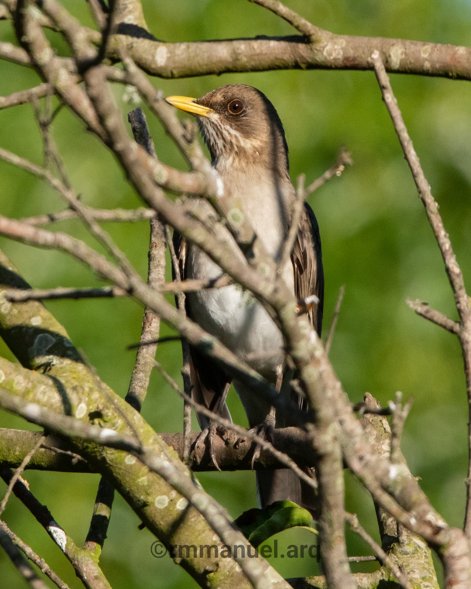Creamy-bellied Thrush - ML642362621