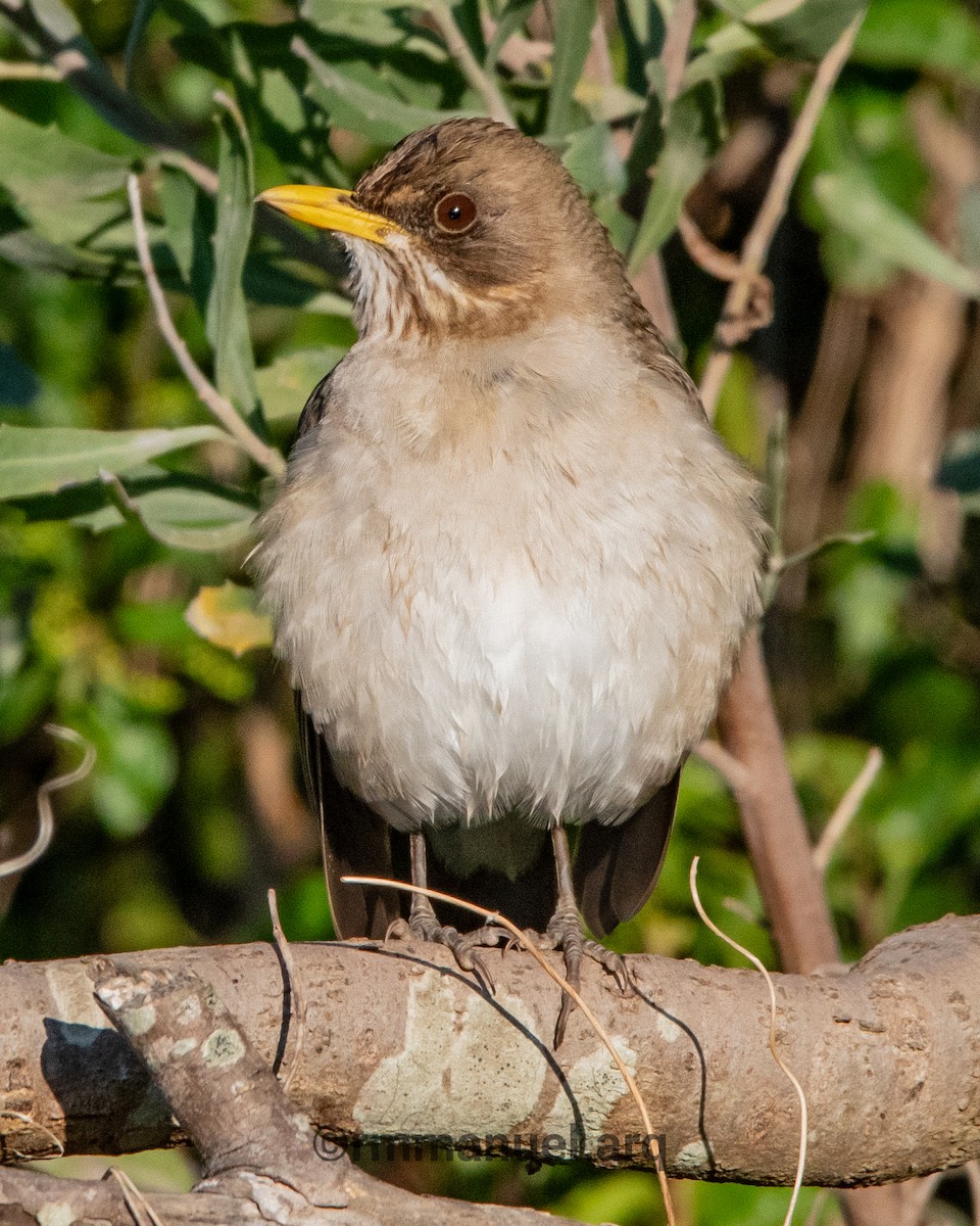 Creamy-bellied Thrush - ML642362622