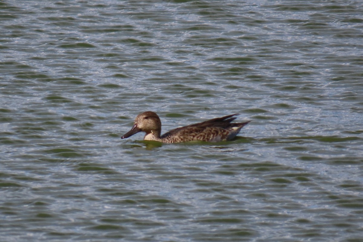 Blue-winged Teal - ML642362648