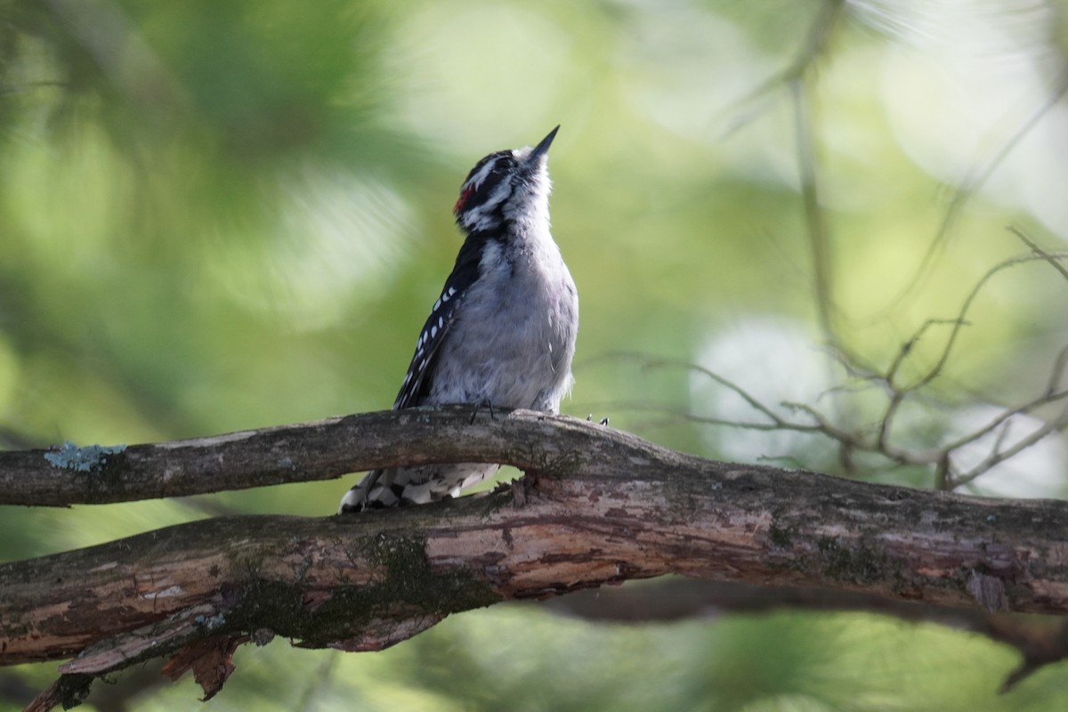 Downy Woodpecker (Eastern) - ML642362653