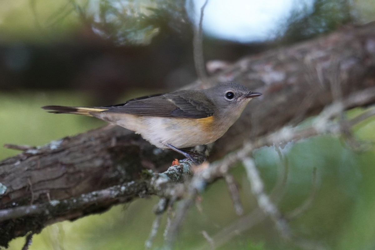 American Redstart - ML642362662