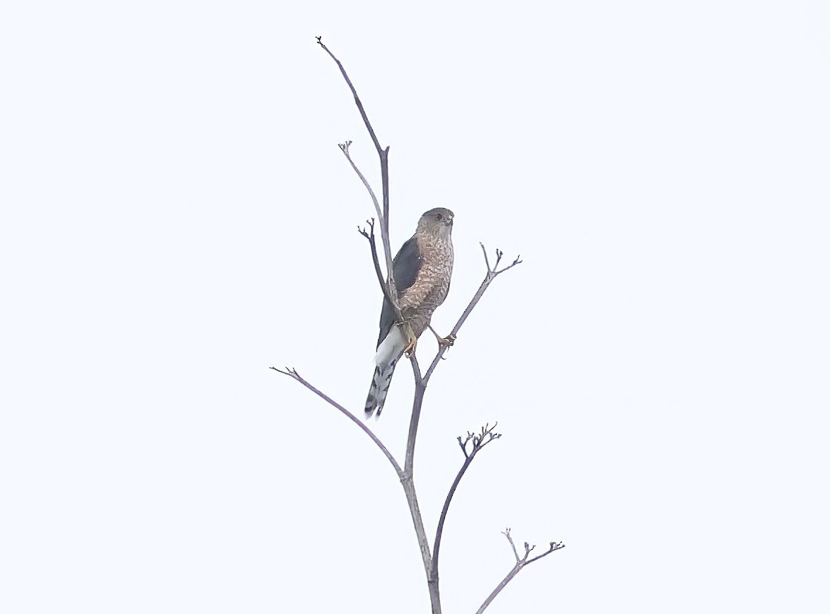 Cooper's Hawk - ML642362671
